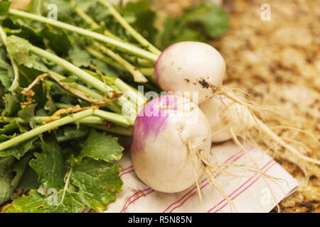 Große, gesunde Rüben gezogen von einem Haus Garten. Stockfoto