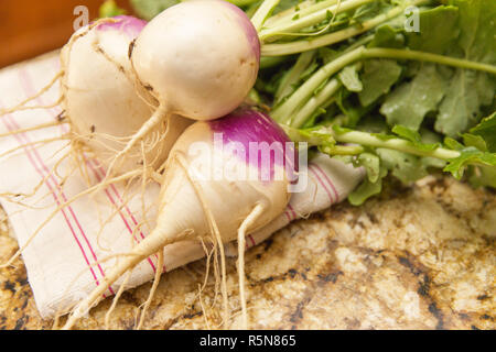 Große, gesunde Rüben gezogen von einem Haus Garten. Stockfoto