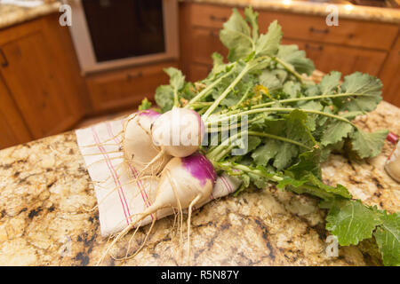 Große, gesunde Rüben gezogen von einem Haus Garten. Stockfoto