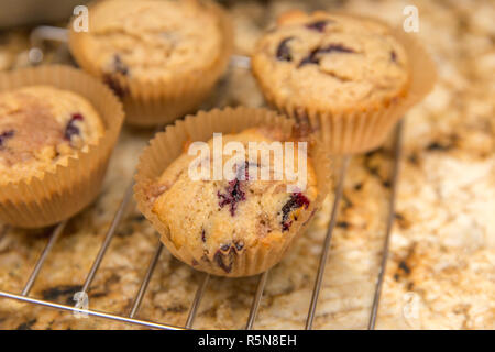 Hausgemachten blueberry muffins in Pappbechern Kühlung auf ein Backblech Rack. Stockfoto