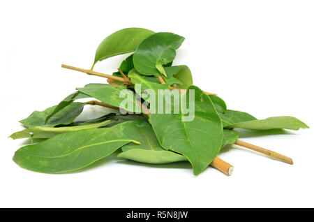 Indonesisches Lorbeerblatt Stockfoto