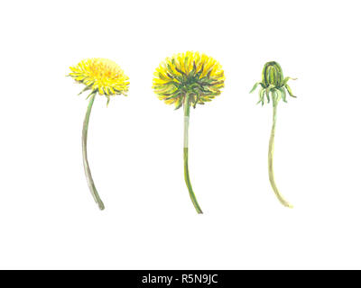 Helle aquarell Blume mit Blatt auf weißem Hintergrund Stockfoto