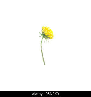 Helle aquarell Blume mit Blatt auf weißem Hintergrund Stockfoto