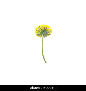 Helle aquarell Blume mit Blatt auf weißem Hintergrund Stockfoto