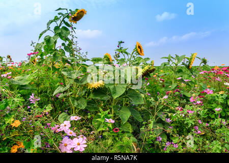 Sonnige Blume Bereich mit bunten Wiesenblumen Stockfoto