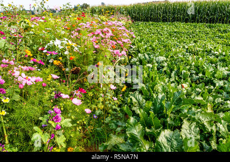 Bunte Blumenwiese und Zuckerrüben Feld im Hochsommer Stockfoto