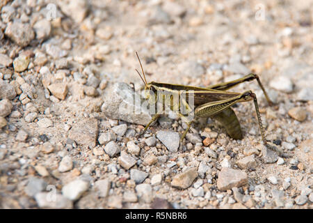 Differential Grasshopper (Melanoplus differentialis) auf Schotter Stockfoto