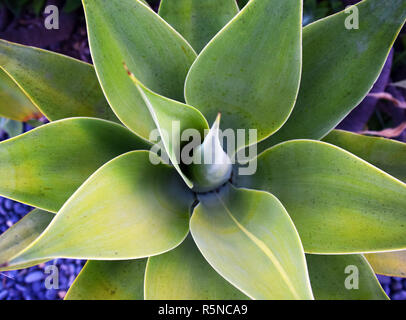 Antenne saftige Agave Kalifornien Stockfoto