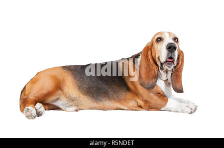 Basset Hound weißer Hintergrund Stockfoto