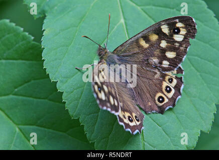 Wald Brettspiel pararge Splendens Stockfoto