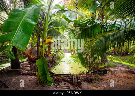 Kokoszucker-Farm in Thailand, hergestellt aus superreichem saft der Arenga Palm Pflanze. Stockfoto