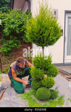 Thuja Schneiden in Form Stockfotografie - Alamy