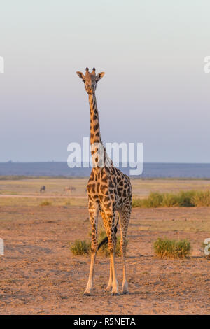 Einsame Giraffe im Amboseli Nationalpark, Kenia. Stockfoto