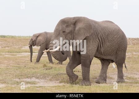 Herde von wilden Elefanten im Amboseli Nationalpark, Kenia. Stockfoto