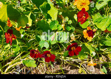 Ungewöhnlich dunklen Kapuzinerkresse essbare Blüten und Blätter und Samen Stockfoto