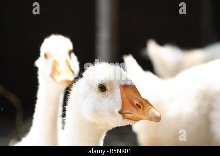 Nahaufnahme der junge Gans portrait isoliert auf Hintergrund mit anderen Vögeln Stockfoto