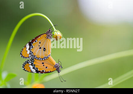 Schmetterling in die scharnieröse Blumen Stockfoto