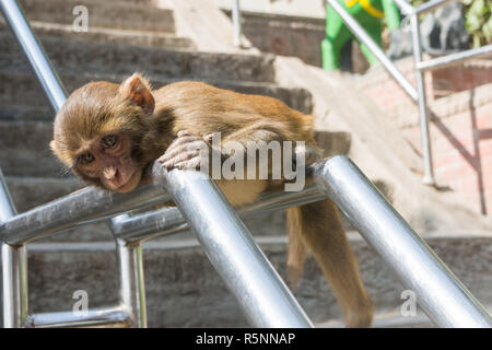 Rhesus Macaque (Mucaca Mulatta) Kleinkinder Affe auf dem Handlauf in Swayambhunath oder Monkey Tempel, Kathmandu, Nepal Stockfoto