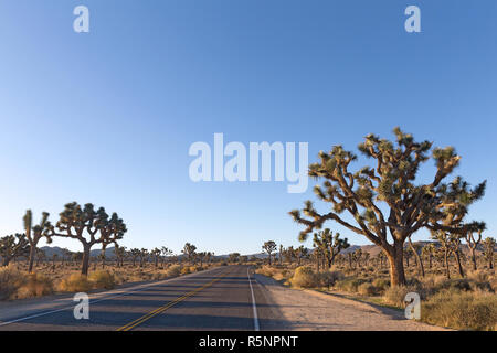 Joshua Tree National Park Panorama entlang einer Valley Road mit Joshua Bäume und Berge Kette am Horizont. Schönen Morgen in der hohen Wüste. Stockfoto