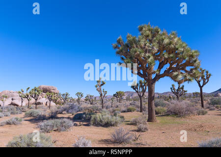 Schöne Borsten Baum in der Wüste von Joshua Tree National Park, Kalifornien, USA. Felsformationen und Gebirge in der Wüste Tal mit sp Stockfoto