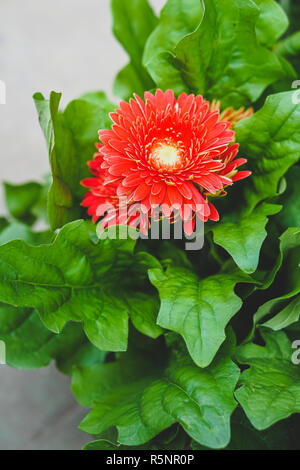 Blumen, Blumen Chrysantheme, rote Blüte mit grünen Blättern Hintergrund Stockfoto