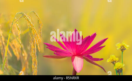 Abstrakte Soft Focus von Tall Yellow-eyed Gras, Blumen Unkraut, Nymphaea Lotus, Nymphaeaceae, Rot Pink Lotus mit ausgereiften Stadium der braune paddy Reis Saatgut, ich Stockfoto