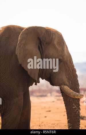 Afrikanischer Elefant (Loxodonta africana) Profil und Seite, in der Nahaufnahme in der Natur in Namibia Stockfoto