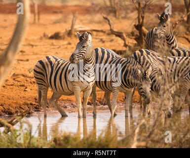 Zebra Herde oder Zebras am Wasserloch oder Wasserloch in Namibia suchen Warnung beim Trinken Stockfoto