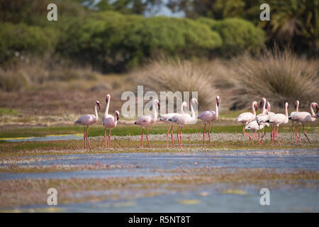 Flamingos (Phoenicopterus Roseus) waten im seichten Wasser an der West Coast National Park an der Westküste von Kapstadt, Südafrika Stockfoto