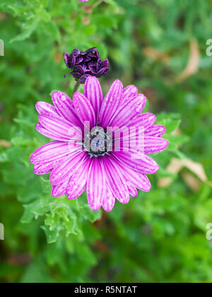 Lila nassen Blütenblätter über einzelne viele Osteospermum Stockfoto