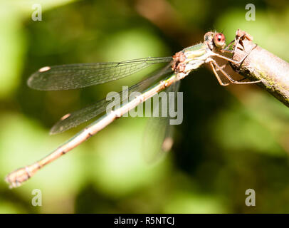 Nahaufnahme Makro von Willow Emerald damselfly Chalcolestes viridis Stockfoto