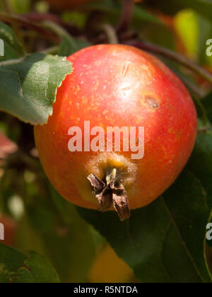 Nahaufnahme der Red Crab Apple Makro auf Baum Malus sylvestris Stockfoto