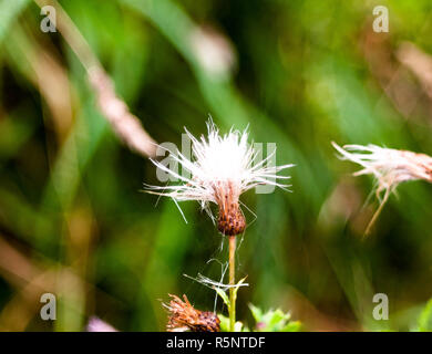 Nahaufnahme der Mariendistel Blüte weiße Hälfte Silybum marianum Stockfoto