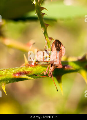 Nahaufnahme der dock Bug auf dornigen Zweig Coreus marginatus Stockfoto