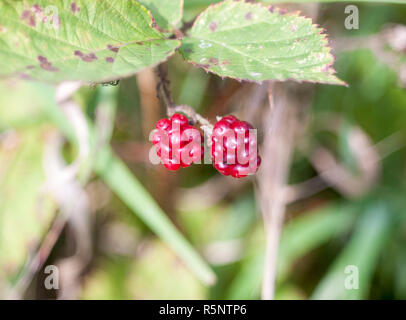 Zwei kleine rote Himbeeren Brombeeren Dornstrauch wachsende Stockfoto