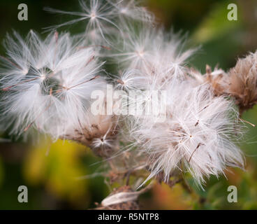 Weiß verstreuten Samen Staats Löwenzahn Taraxacum officinale Stockfoto