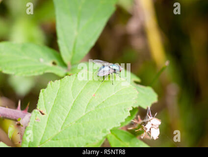 Kleine Hässliche grüne Fliegen auf Blatt grüne Flasche fliege Lucilia sericata Stockfoto