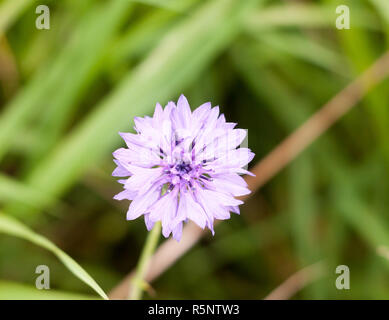 Schöne wilde Kornblume Centaurea cyanus Blau Lila Stockfoto