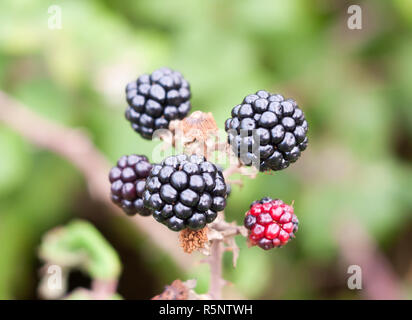 Nahaufnahme der Dornbusch frucht brombeere Rubus fruticosus Stockfoto