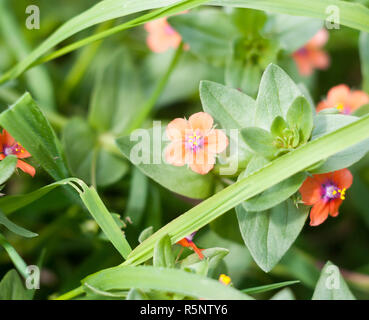 Kleine schöne wachsende red Scarlet pimpernel auf dem Boden Anagallis arvensis Stockfoto