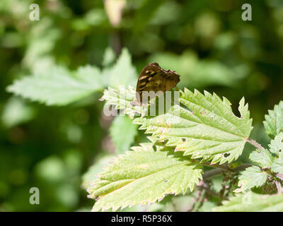 Hauhechelbläuling Schmetterling auf Blatt geschlossen Flügel Sommer - Pararge splendens Stockfoto