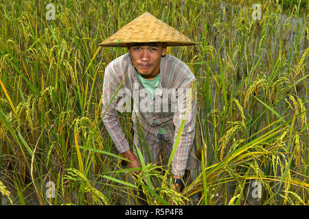 Reisbauer in eine reife Reisfeld, Luang Prabang, Laos Stockfoto