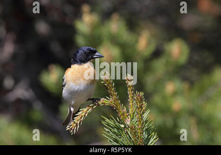 Brambling, Männchen im Zuchtgefieder, sitzend auf Fichtendecke Stockfoto