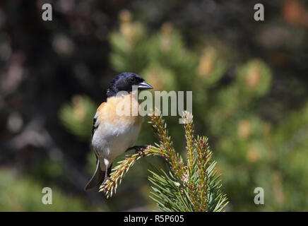 Brambling, Männchen im Zuchtgefieder, sitzend auf Fichtendecke Stockfoto