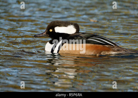 Hooded Merganser - Lophodytes cucullatus Männchen auf dem Wasser Stockfoto