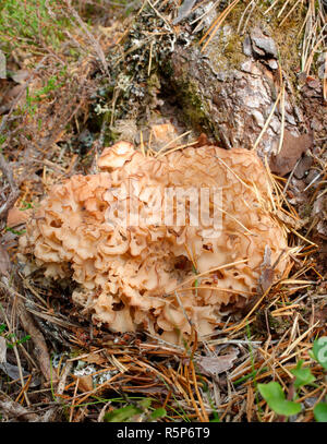 Holz Blumenkohl Pilz - Sparassis crispa auf Pine Tree Stump Stockfoto