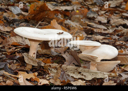 Trooping Trichter Pilze - Clitocybe geotropa Gruppe in Blattsänfte Stockfoto