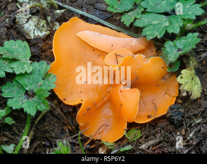 Orange Peel Pilz - Aleuria aurantia Unter Buttercup Blätter Stockfoto