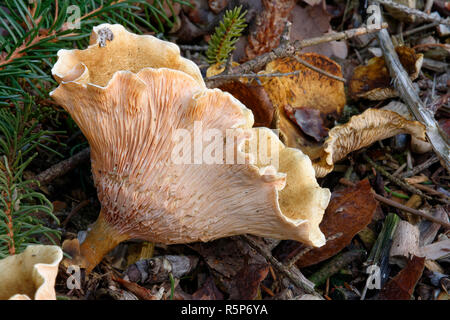 Falsche Pfifferlinge - Hygrophoropsis aurantiaca Wachsen auf Rauhfaser Stockfoto