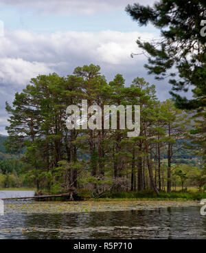 Scots Pine Bäume am Ufer des Loch Garten, Straithspey, Schottland, Großbritannien Stockfoto